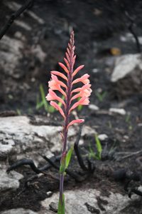 Watsonia (1)