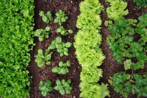 companion-planting