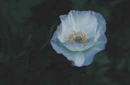 iceland poppies 1