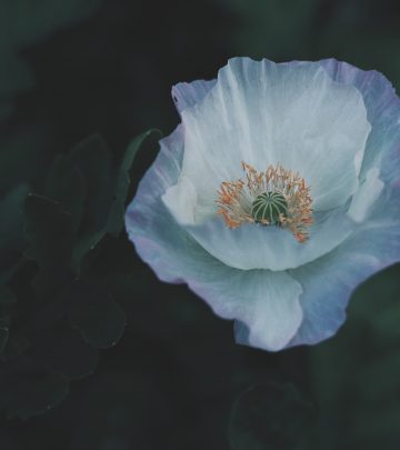 iceland poppies 1