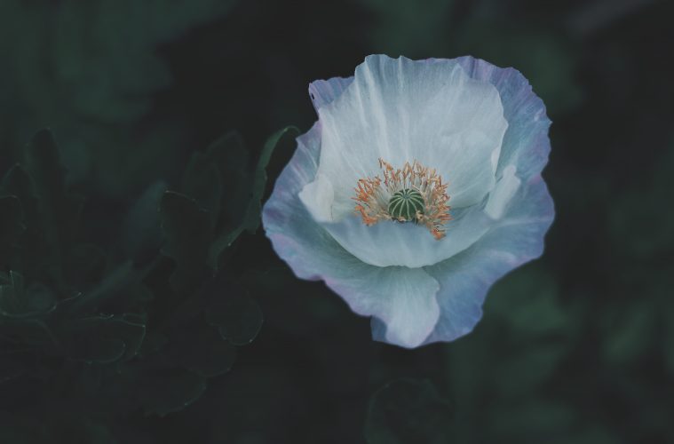 iceland poppies 1