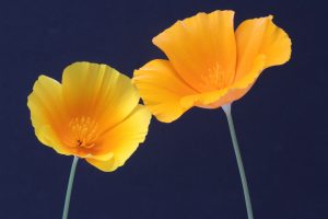 iceland poppies 2