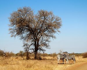 kruger national park