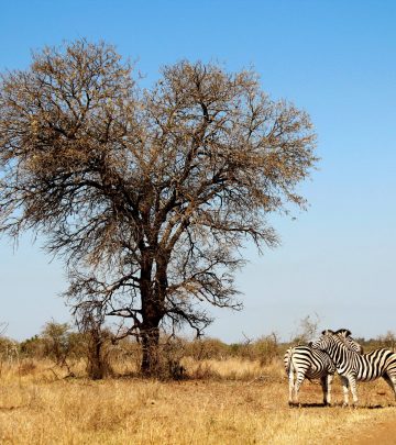 kruger national park