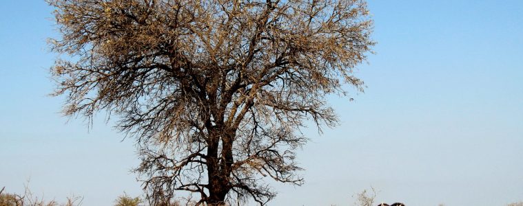 kruger national park