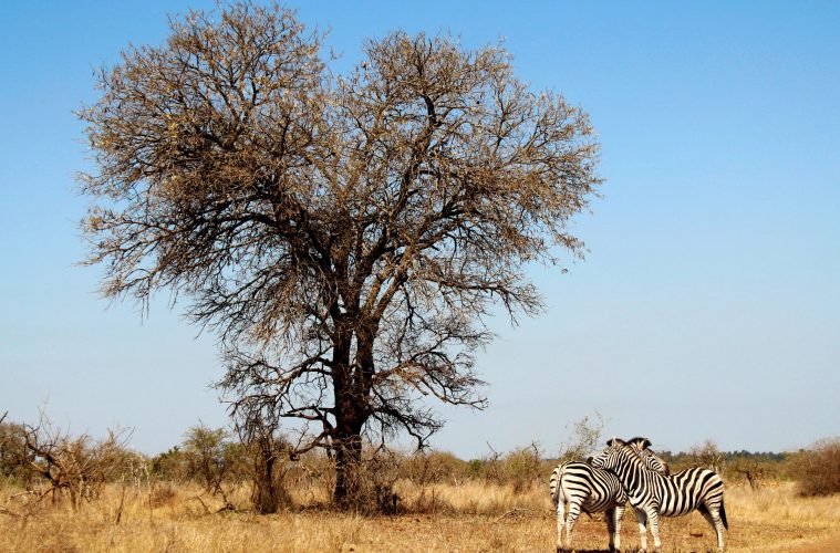 kruger national park