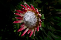 protea