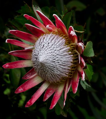 protea