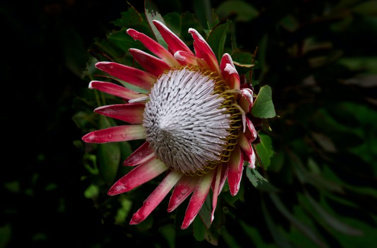 protea