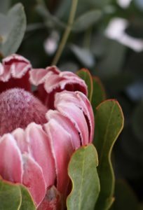 proteas 1 (1)