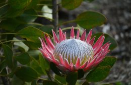 proteas 3 (1)