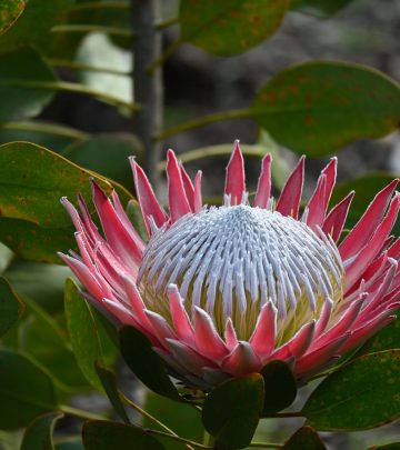 proteas 3 (1)