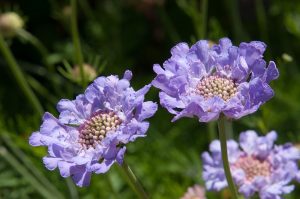 scabiosa