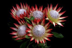 tips for planting proteas 2