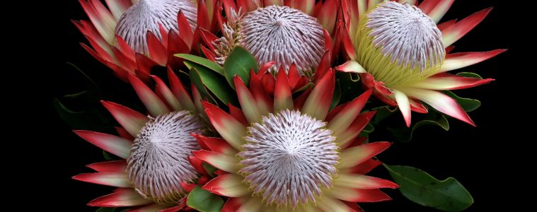 tips for planting proteas 2