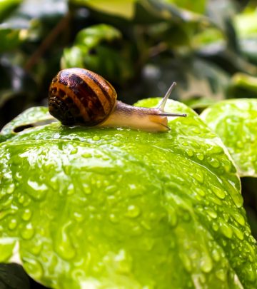 a snail on a leaf