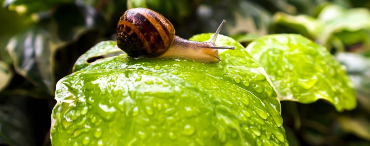 a snail on a leaf