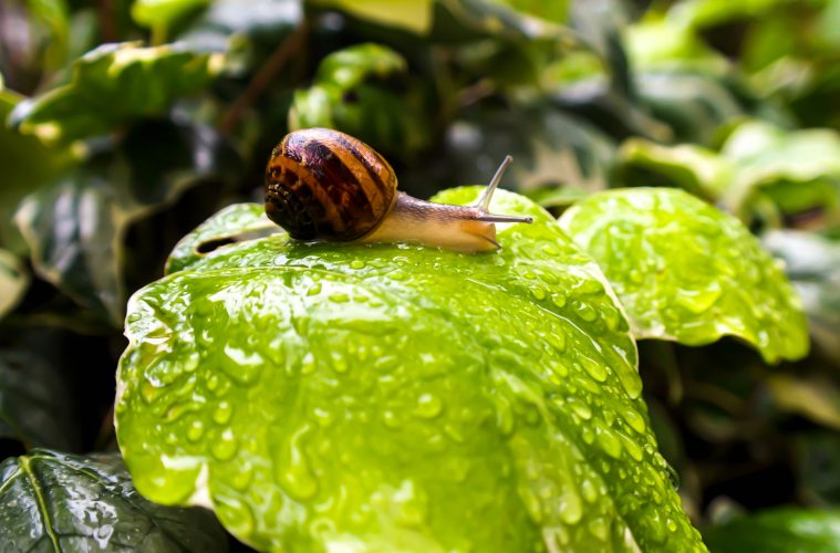 a snail on a leaf