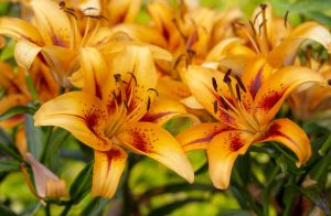 Asiatic Lily