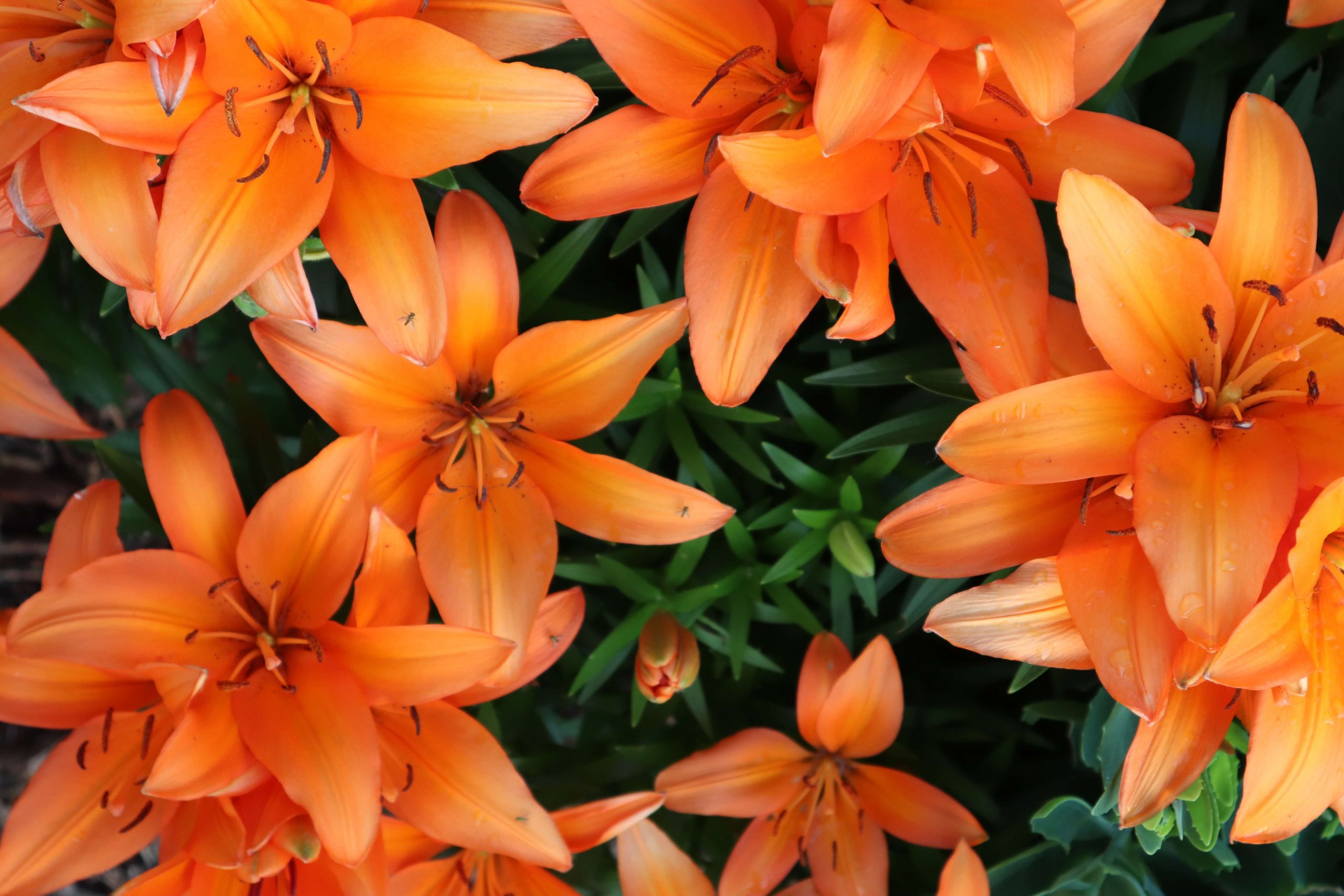 Plant of the month: Fascinating facts about Lilies | SA Garden and Home