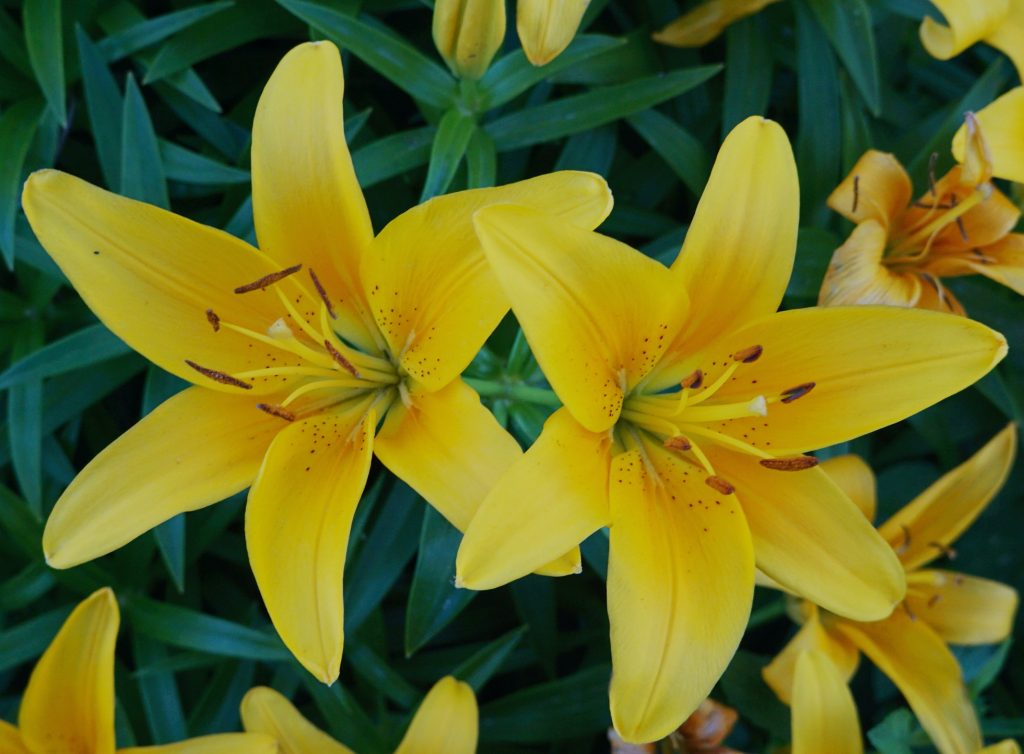 Plant of the month Care tips for Lilies SA Garden and Home
