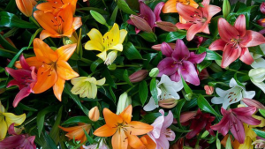 Garden and Home Lilies