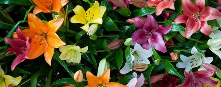 Garden and Home Lilies