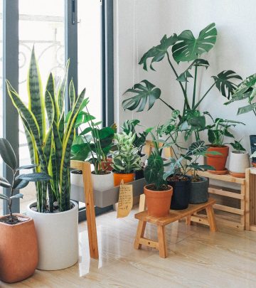 House plants for mental health
