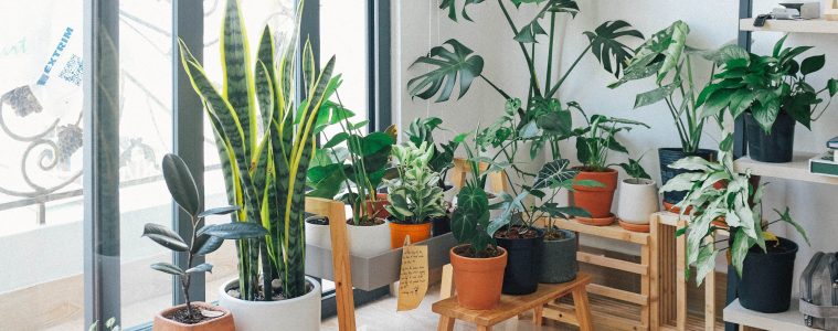 House plants for mental health