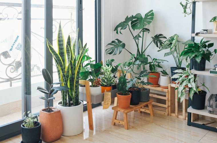 House plants for mental health