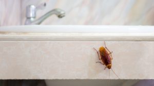 insects