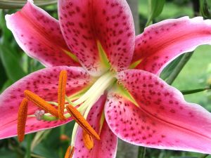 Oriental Lily