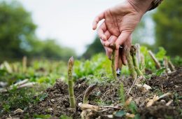 Perennial vegetables