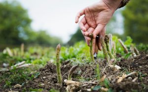 Perennial vegetables