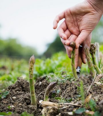 Perennial vegetables