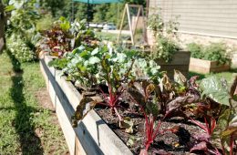 Raised garden bed (1)