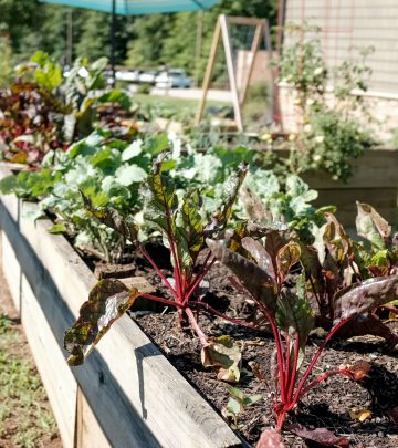 Raised garden bed (1)