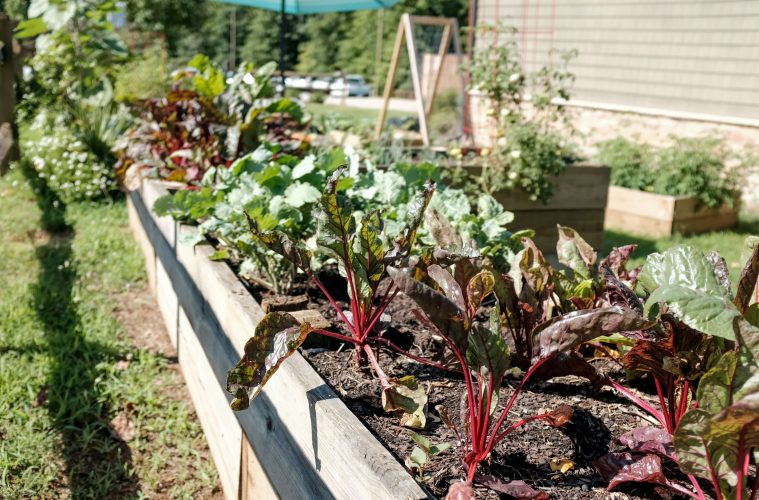 Raised garden bed (1)