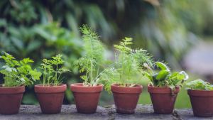 The best herbs to grow for weed control