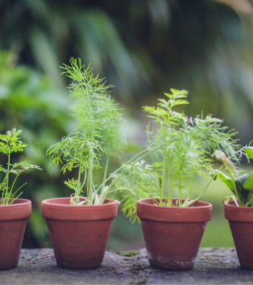 The best herbs to grow for weed control