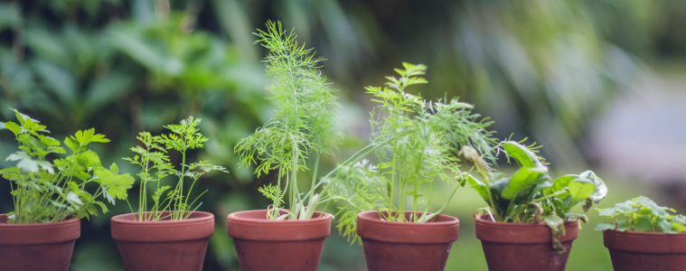The best herbs to grow for weed control