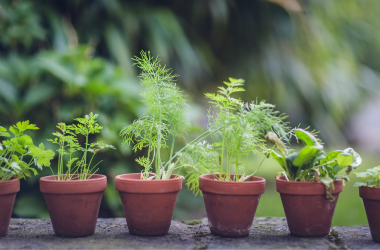 The best herbs to grow for weed control