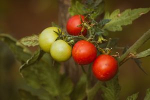 Tomato plants 2