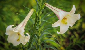 Trumpet Lily