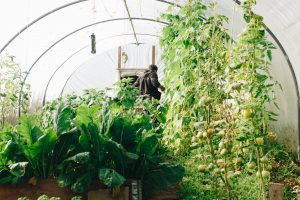 Vegetable Garden