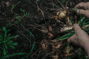 Vegetable garden 4