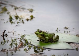 frog