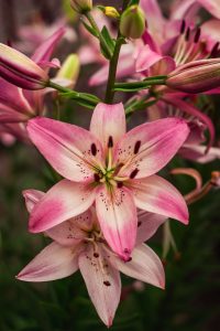 lilies