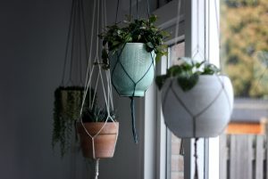 plants from the ceiling