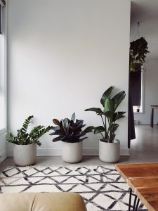 plants on the floor